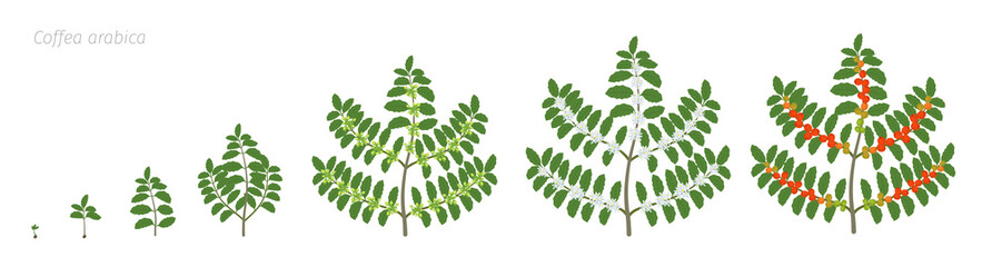 Growth stages of Coffee plant. Bush coffee. Tree coffea arabica red beans plantation. A branch with beans harvest. Colorful flat vector. Green leaves. Animation progression. - obrazy, fototapety, plakaty