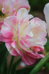 Fototapeta na wymiar flowers tulips terry variety many petals white with a pink tint similar to peonies very fluffy close-up