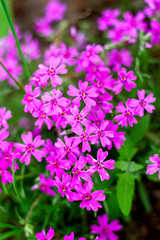 Obraz premium moss pink Phlox subulata raspberry blossoms close-up