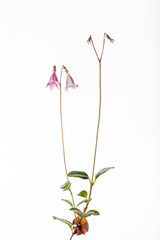 Linnaea borealis - Twin Flower