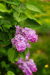 lilac purple varietal flowers with a white border on the petals, a brush of flowers close up