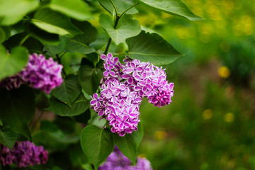 lilac purple varietal flowers with a white border on the petals, a brush of flowers close up