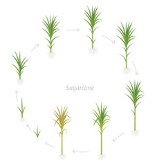 Circular crop stages of Sugarcane. Round growing sugar cane plant used for sugar production. Vector Illustration animation progression.