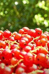 Red currant or redcurrant heap. Beautiful ripe red currant berries after harvest in summer against a green background. For use as a summer background or template. 