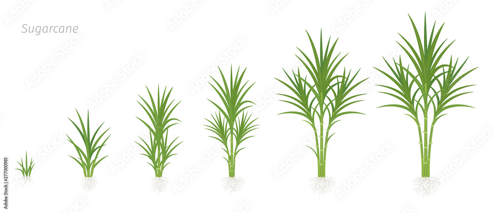 Wall mural crop stages of sugarcane. growing sugar cane plant used for sugar production. vector illustration an