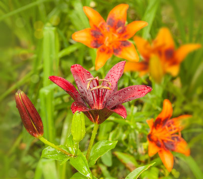 Lilium "Maripa" and orange lilies "Orange Art" group of Asian hybrids in a flowerbed
