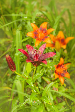 Lilium "Maripa" and orange lilies "Orange Art" group of Asian hybrids in a flowerbed