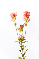 Castilleja - Whole Plant - Green and Red