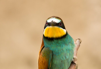 Common Bee-eaters breeding performance