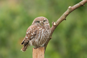 Little Owl sitting in nest area