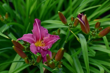 flourishing daylily Hemerocallis 