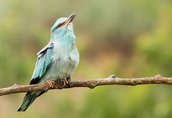 European Roller breeding performance