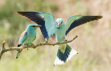 European Roller breeding performance