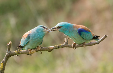 European Roller breeding performance