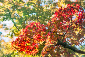 Autumn foliage in a maple tree at Kinkaku-ji Zen garden in Kyoto, Japan. Going out to see the fall colors is one of the best experiences you can have in Japan — and one of the most popular.