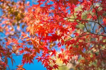 Autumn foliage in a maple tree at Kinkaku-ji Zen Garden in Kyoto, Japan. Going out to see the fall colors is one of the most popular experience to have in Japan.