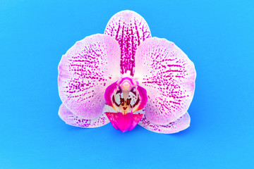 Orchid. One large rose Orchid flower on a bright blue background. Horizontal photography