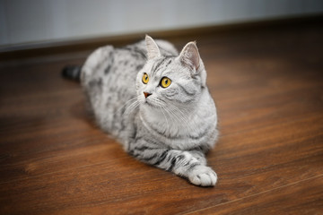 close up of scottish grey tabby cat