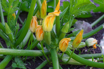 Zucchini plants in blossom on the garden bed. Close up
