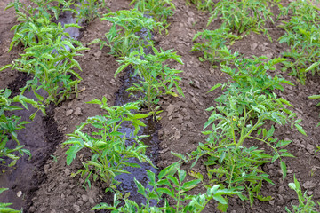 The process of watering a tomato in the garden