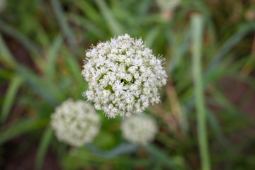 Close up of onion bloom in garden