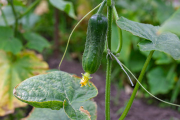 Young cucumber plant with yellow flowers growing in a greenhouse. Macro close-up juicy fresh cucumbers on the background of leaves