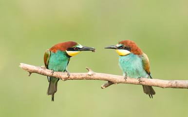 Fototapeta premium Common Bee-eaters pair in breeding performance 