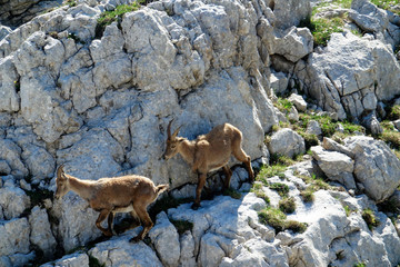 ibex in the French Alps