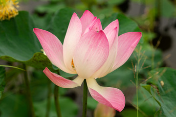 close up beautiful pink lotus in the swamp