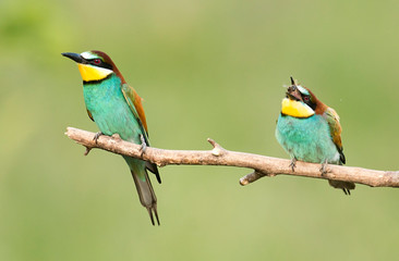 Fototapeta premium Common Bee-eaters pair in breeding performance 