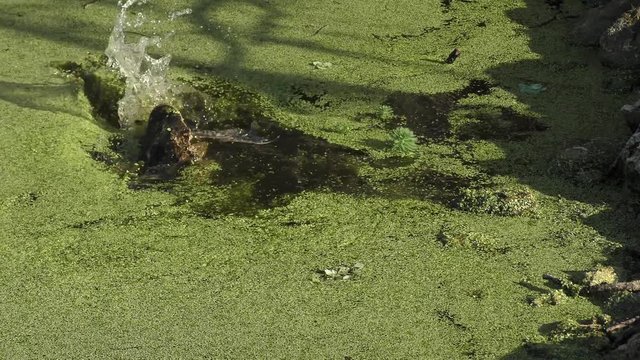 young alligator eats a large fish in Florida pond