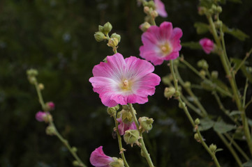 Pink flower on green background
