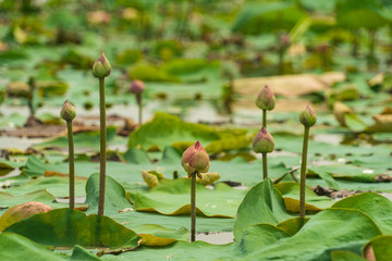 lotuses bloom in the swamp