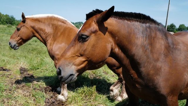 deux juments dans un pr&eacute;
