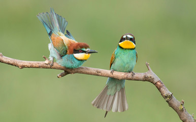 Common Bee-eaters pair in breeding performance 