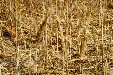 Fototapeta premium Gros plan sur des épis de blé dans un champ de céréales