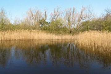 Reed plants on the edge of the pond, trees reflecting in the water, polder view at The Zwin nature reserve, border of Belgium and The Netherlands, Europe