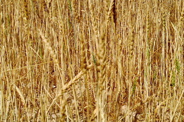 Gros plan sur des &eacute;pis de bl&eacute; dans un champ de c&eacute;r&eacute;ales