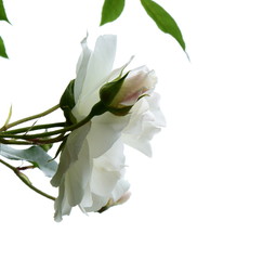 Fototapeta premium Weiße Rosen vor hellen Hintergrund isoliert - Kletterosen - Rosenstrauch