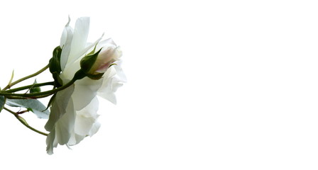 Fototapeta premium Weiße Rosen vor hellen Hintergrund isoliert - Kletterosen - Rosenstrauch