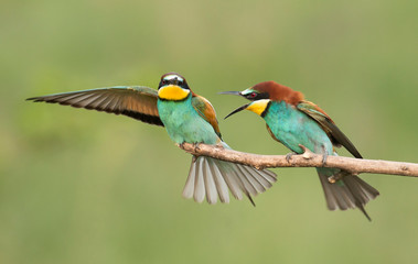 Common bee-eater pair in breeding season