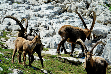 ibex in the French Alps