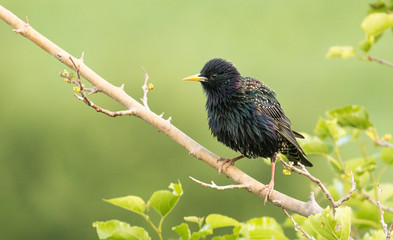 Common Starling bird sitting on branch