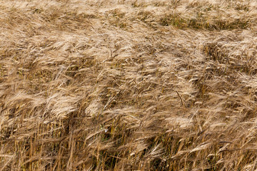 agricultural field, cereals