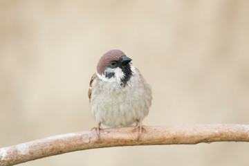 Naklejka premium Wróbelek siedzi na kiju