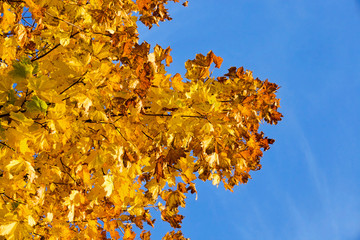 leaf fall in the forest