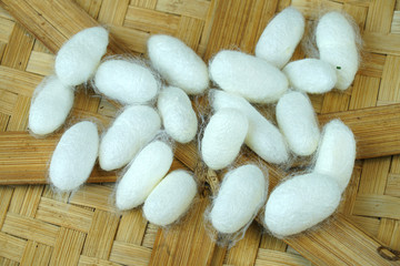  silkworm cocoon on bamboo container