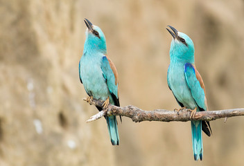 European Roller breeding performance