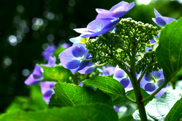見上げると花びらの影ができているガクアジサイ