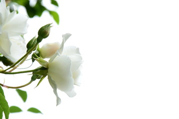 Naklejka na ściany i meble Weiße edle Rosen vor hellen Hintergrund